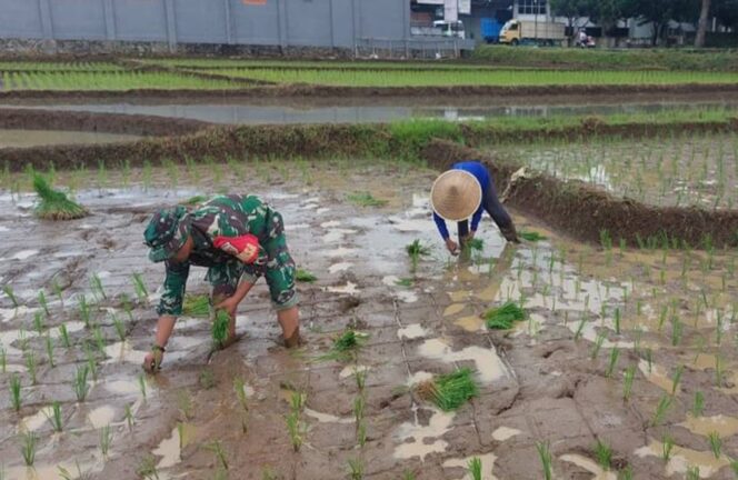 
Dukung Swasembada Pangan, Babinsa Pagergunung Semangat Bantu Petani Tanam Padi